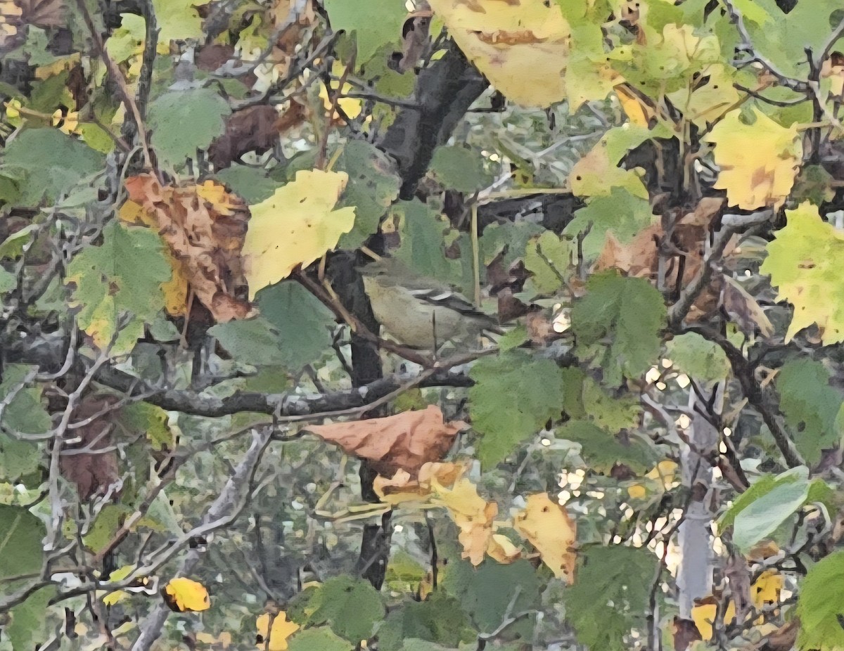 Pine Warbler - ML642129944