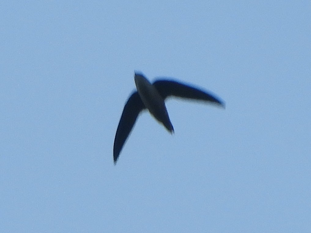 Chimney Swift - ML642129949