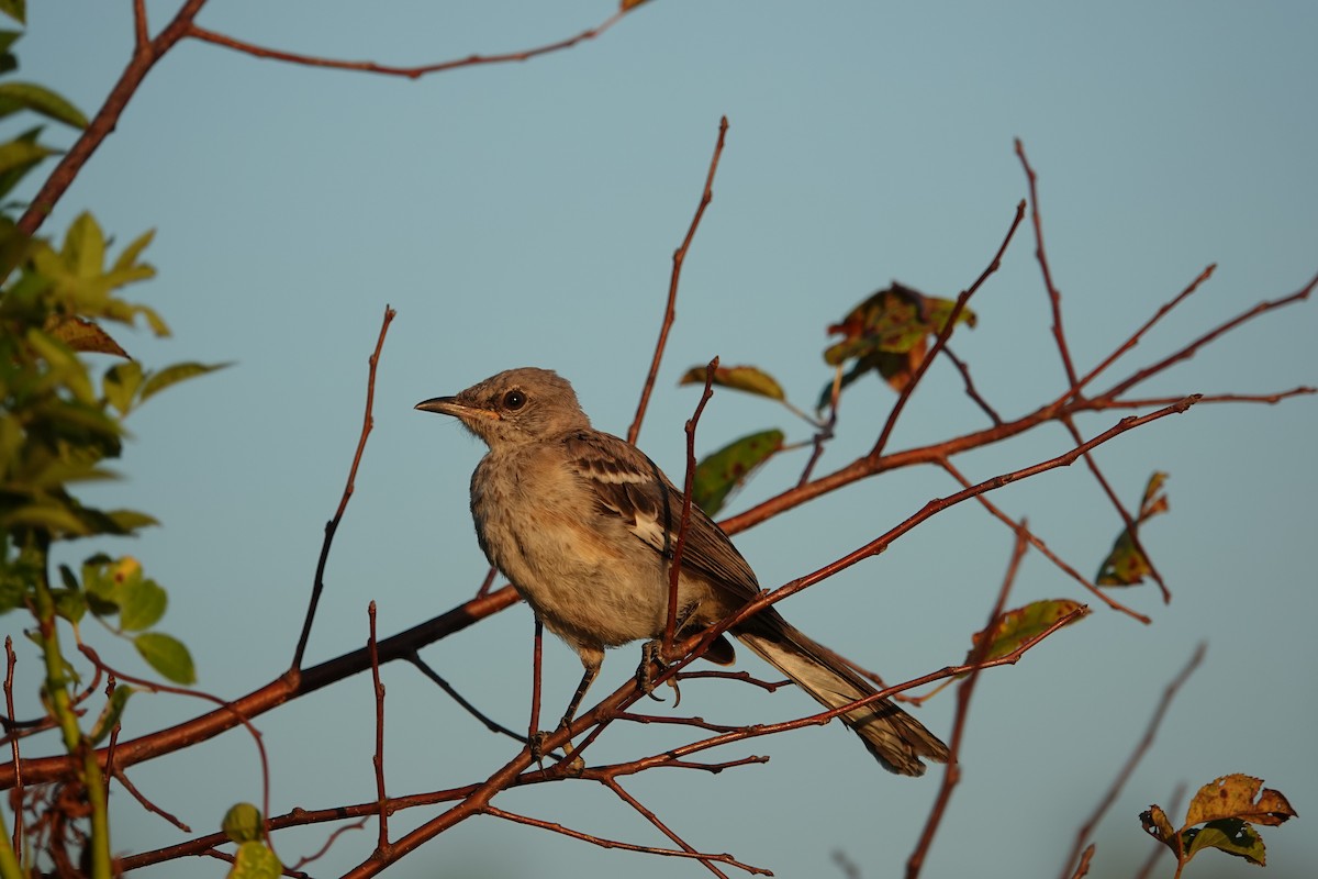 Northern Mockingbird - ML642129970