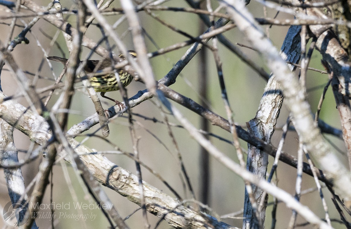 Northern Waterthrush - ML642129973