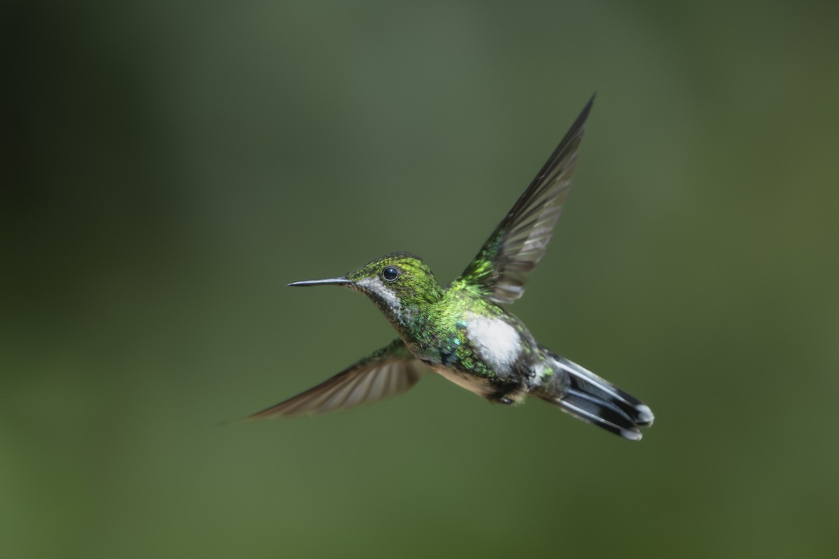 Green Thorntail - ML642129976