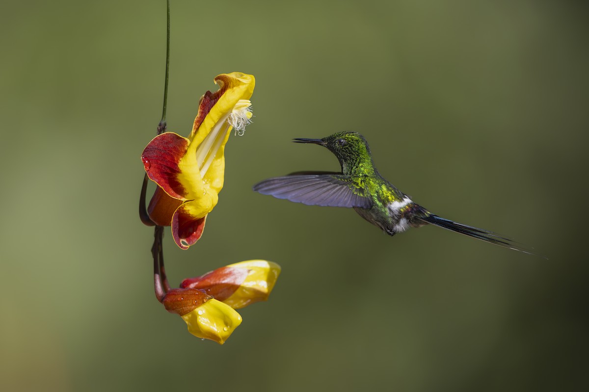 Green Thorntail - ML642129977