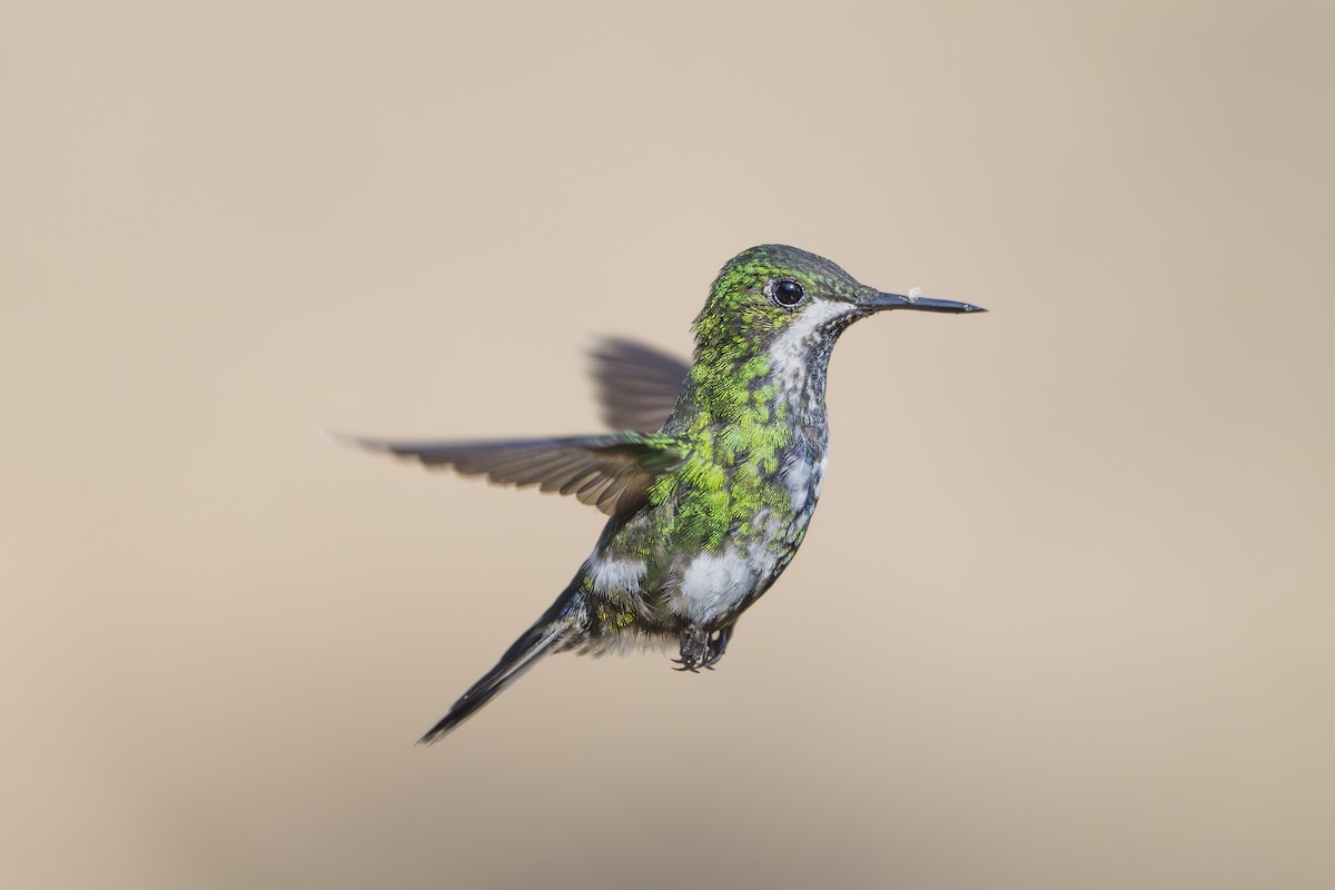 Green Thorntail - ML642129978