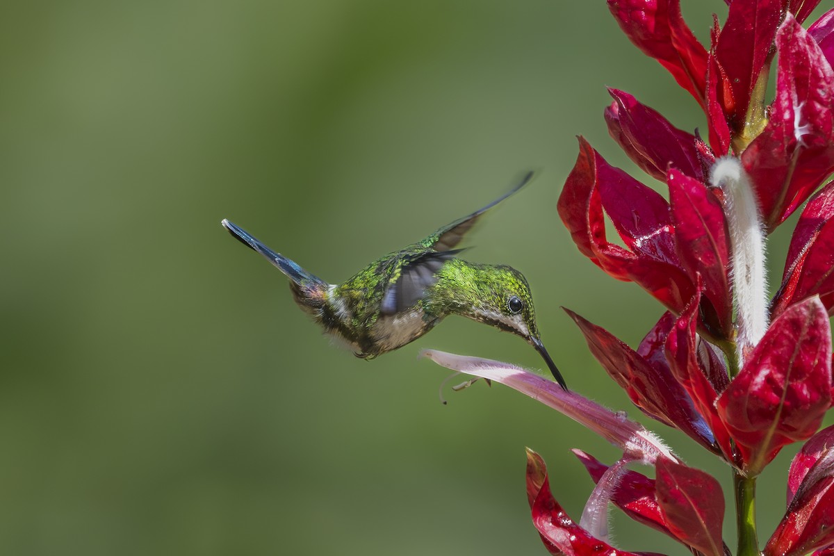 Green Thorntail - ML642129979