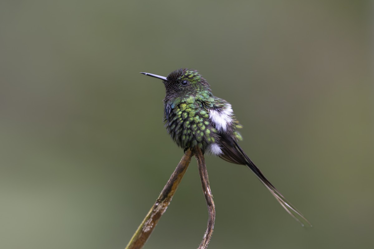 Green Thorntail - ML642129980