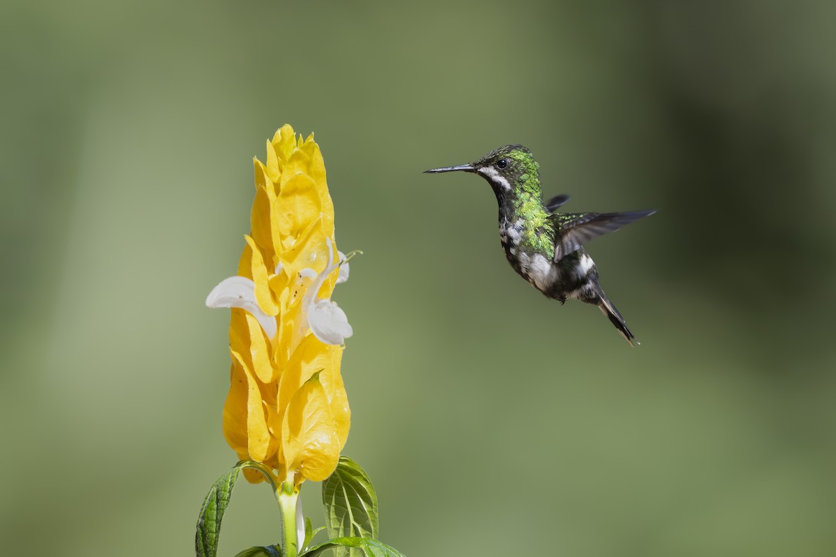 Green Thorntail - ML642129981
