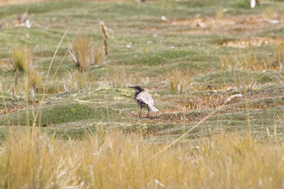 White-winged Cinclodes - ML642129997