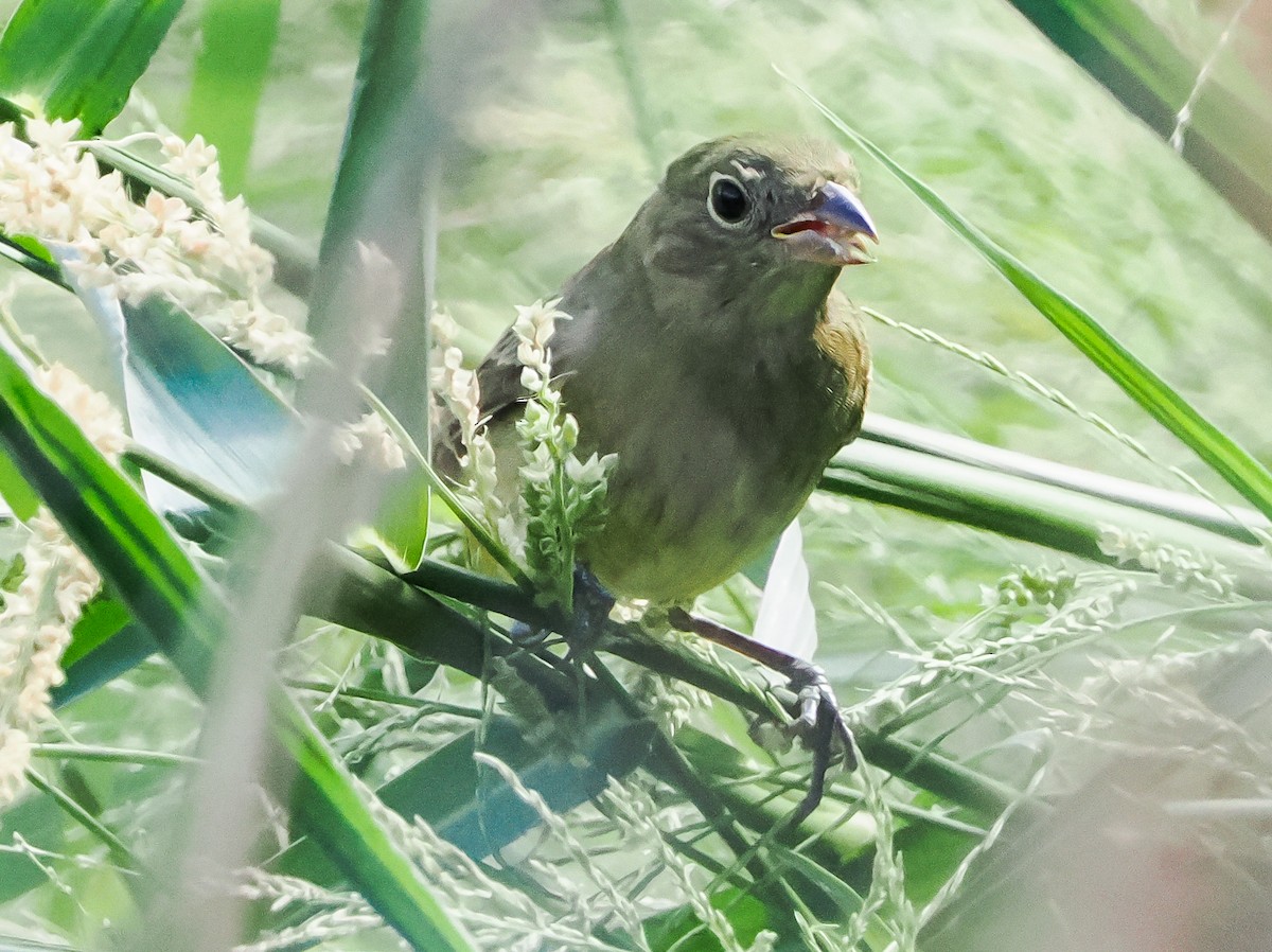 Painted Bunting - ML642130012