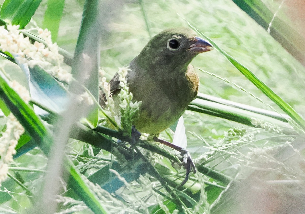 Painted Bunting - ML642130013