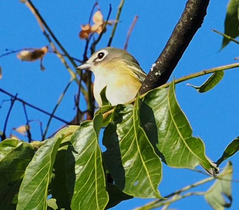 Blue-headed Vireo - ML642130020