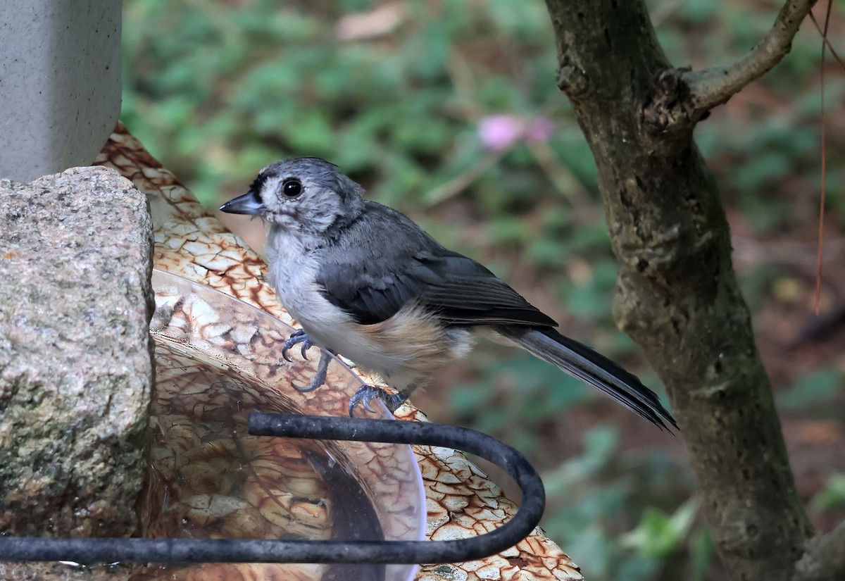 Tufted Titmouse - ML642130026