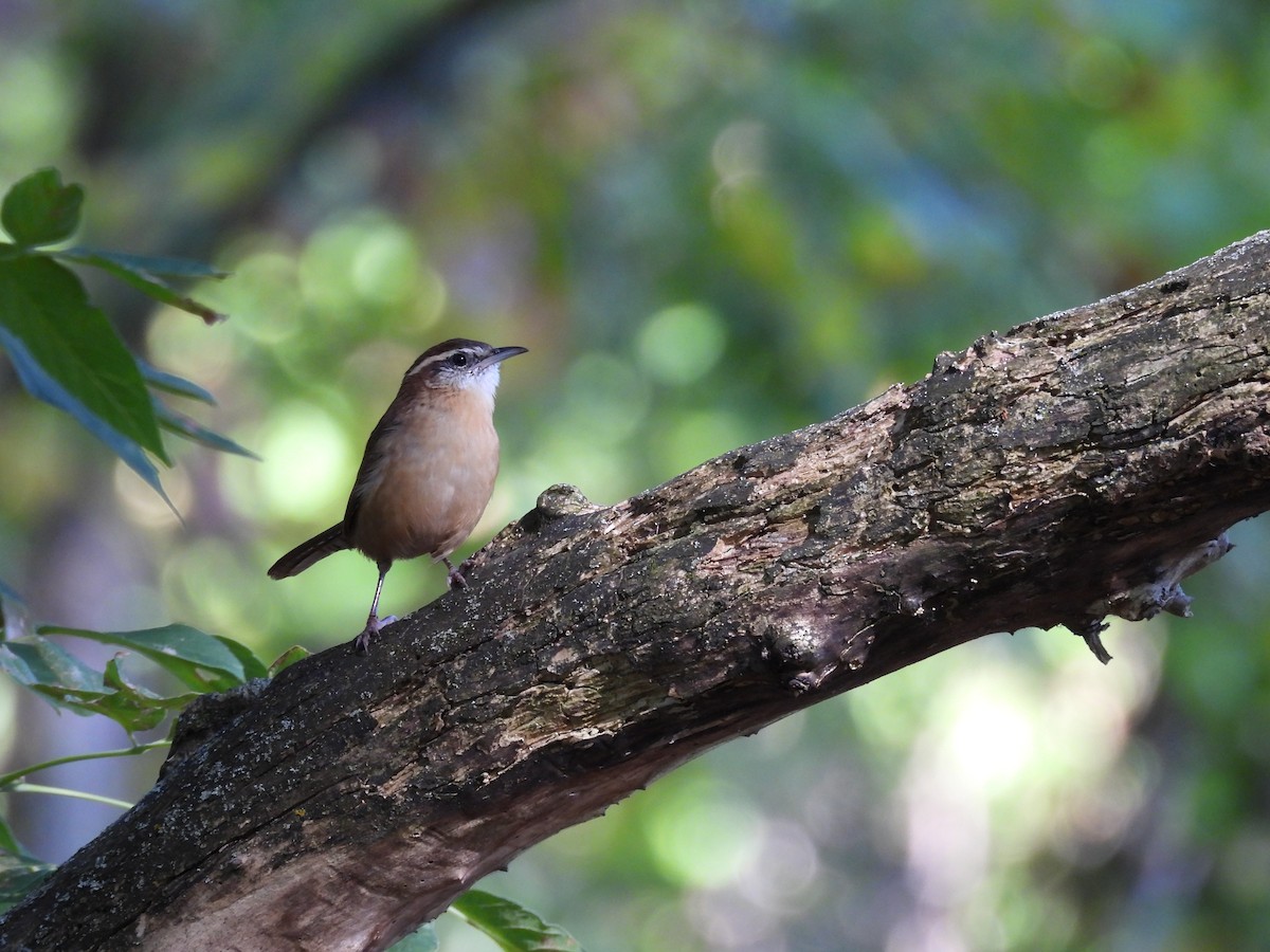 Carolina Wren - ML642130094