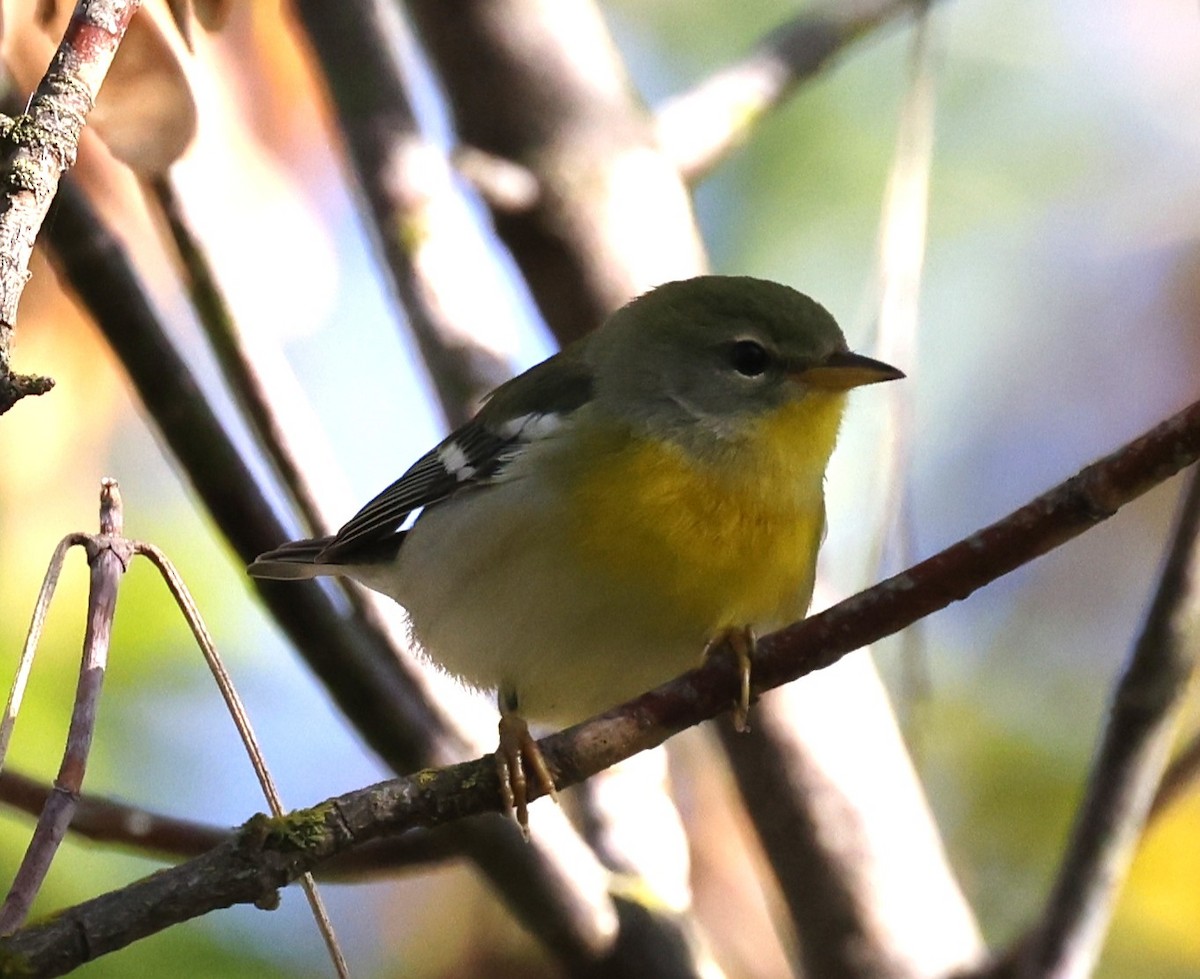 Northern Parula - ML642130097
