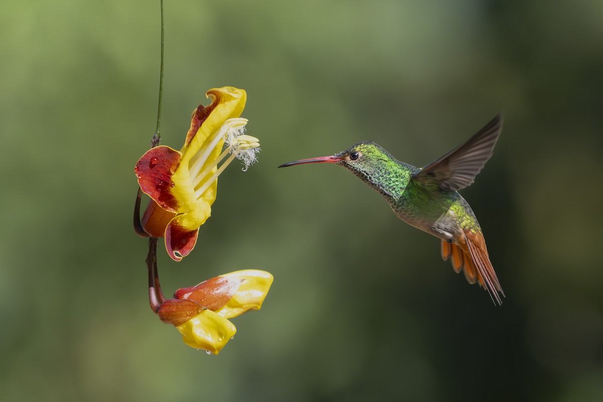 Rufous-tailed Hummingbird - ML642130118