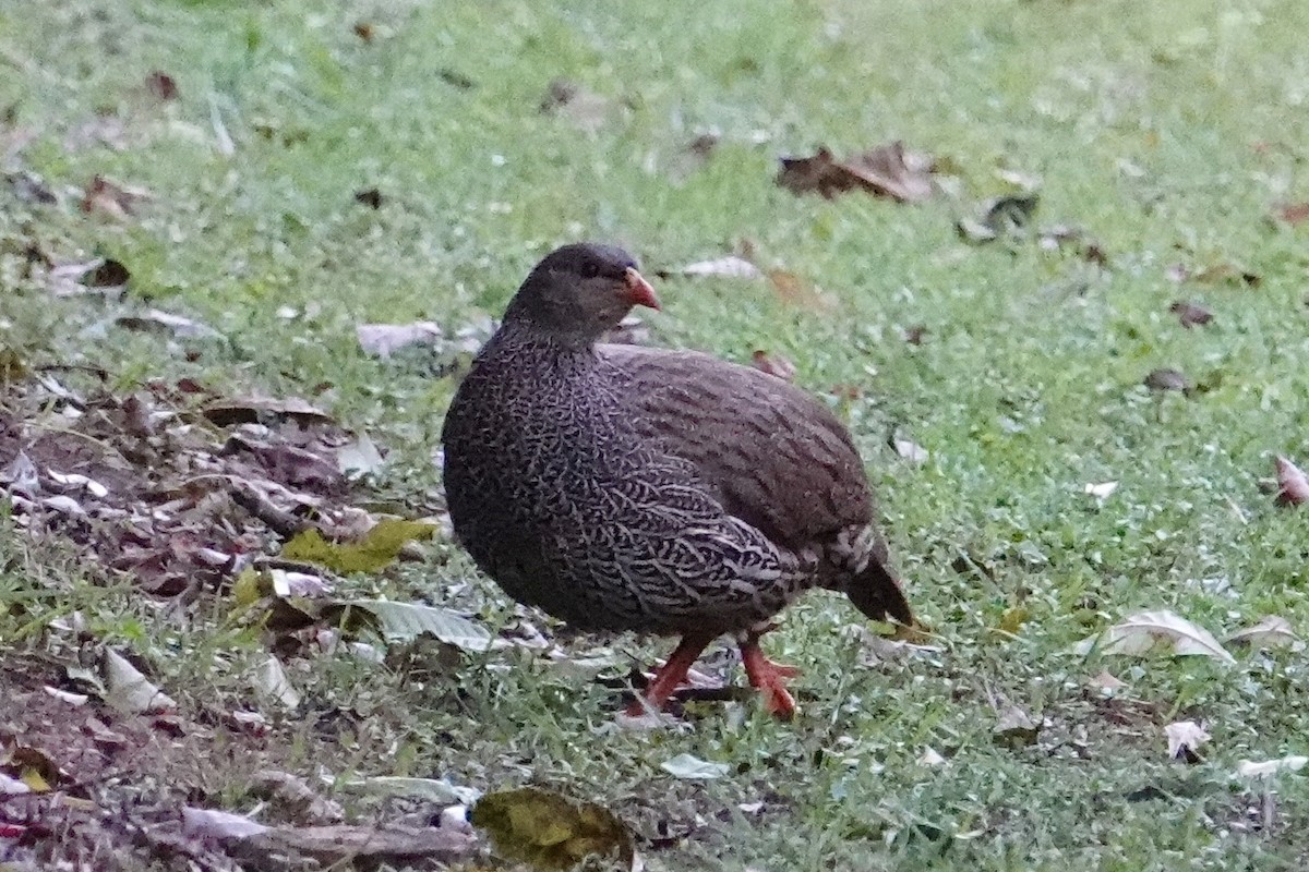 Natal Spurfowl - ML642130120