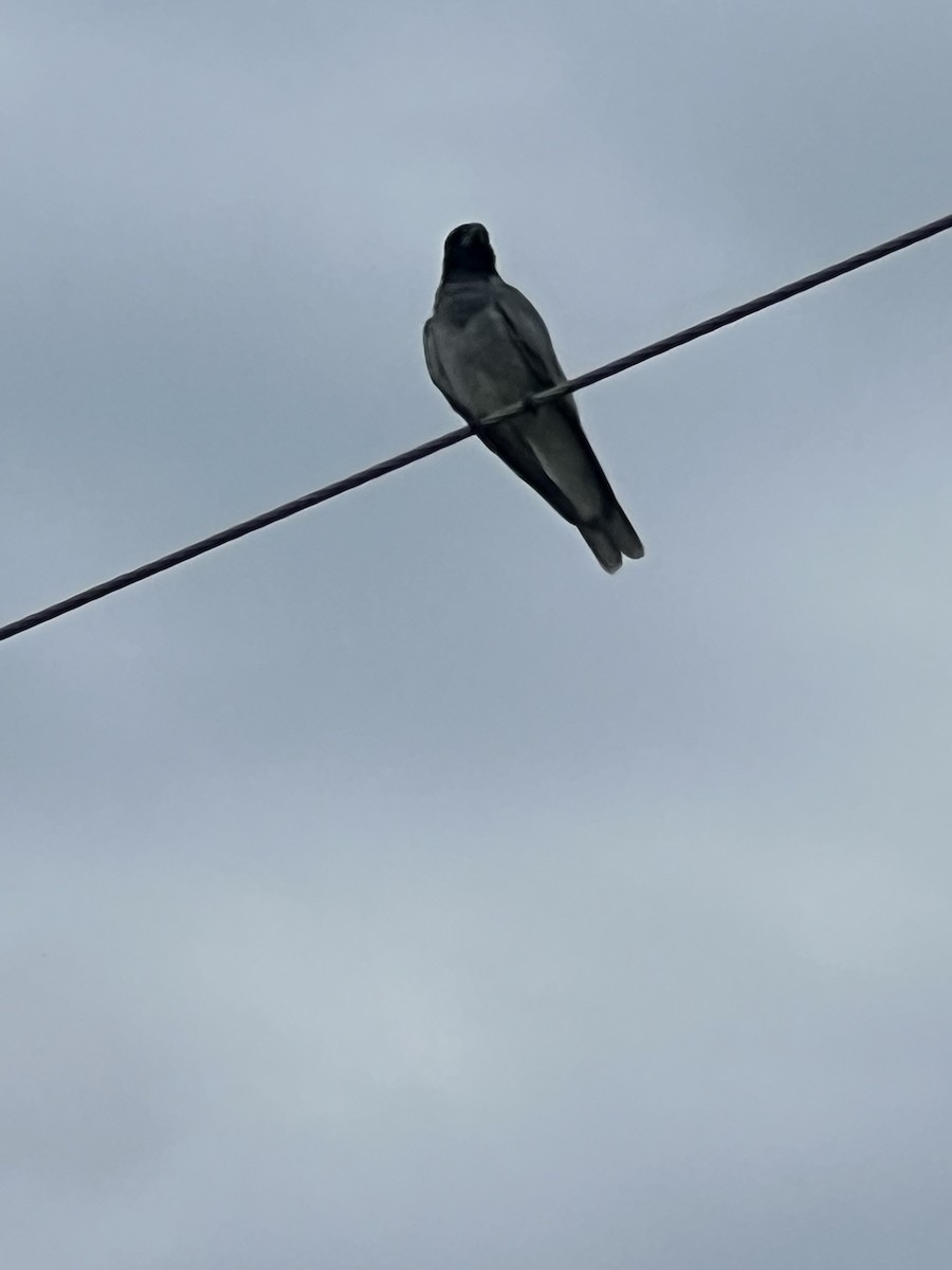 Black-faced Cuckooshrike - ML642130123