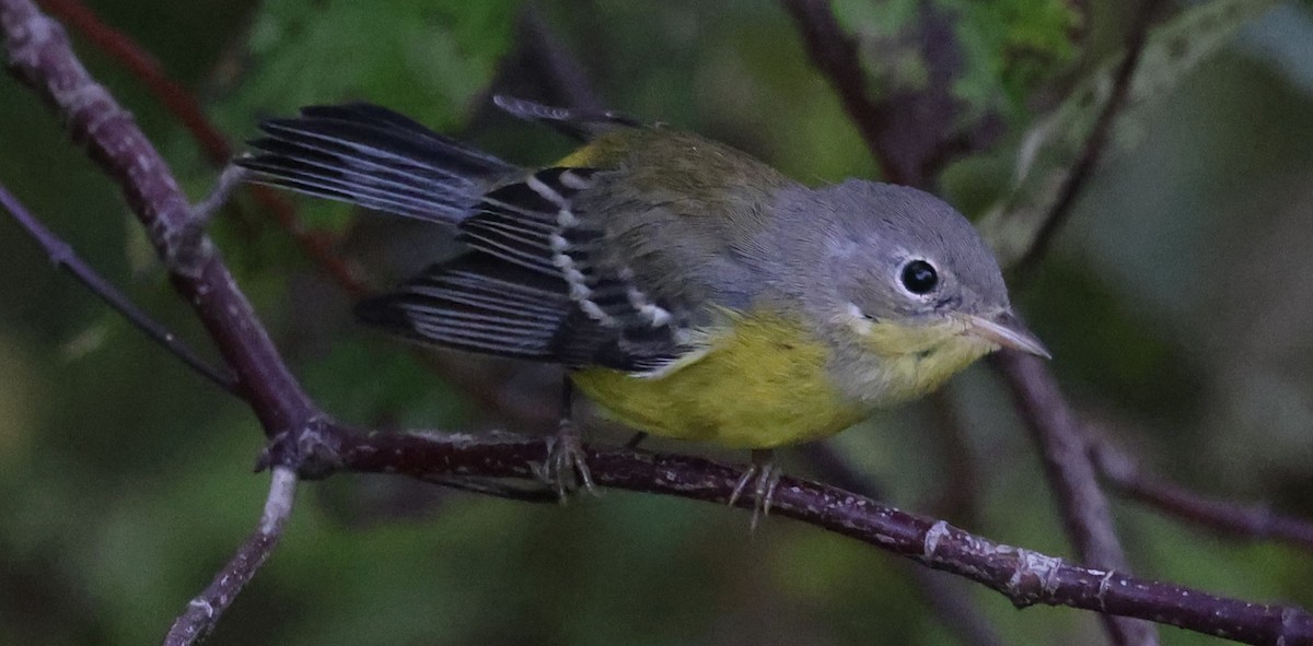 Magnolia Warbler - ML642130125
