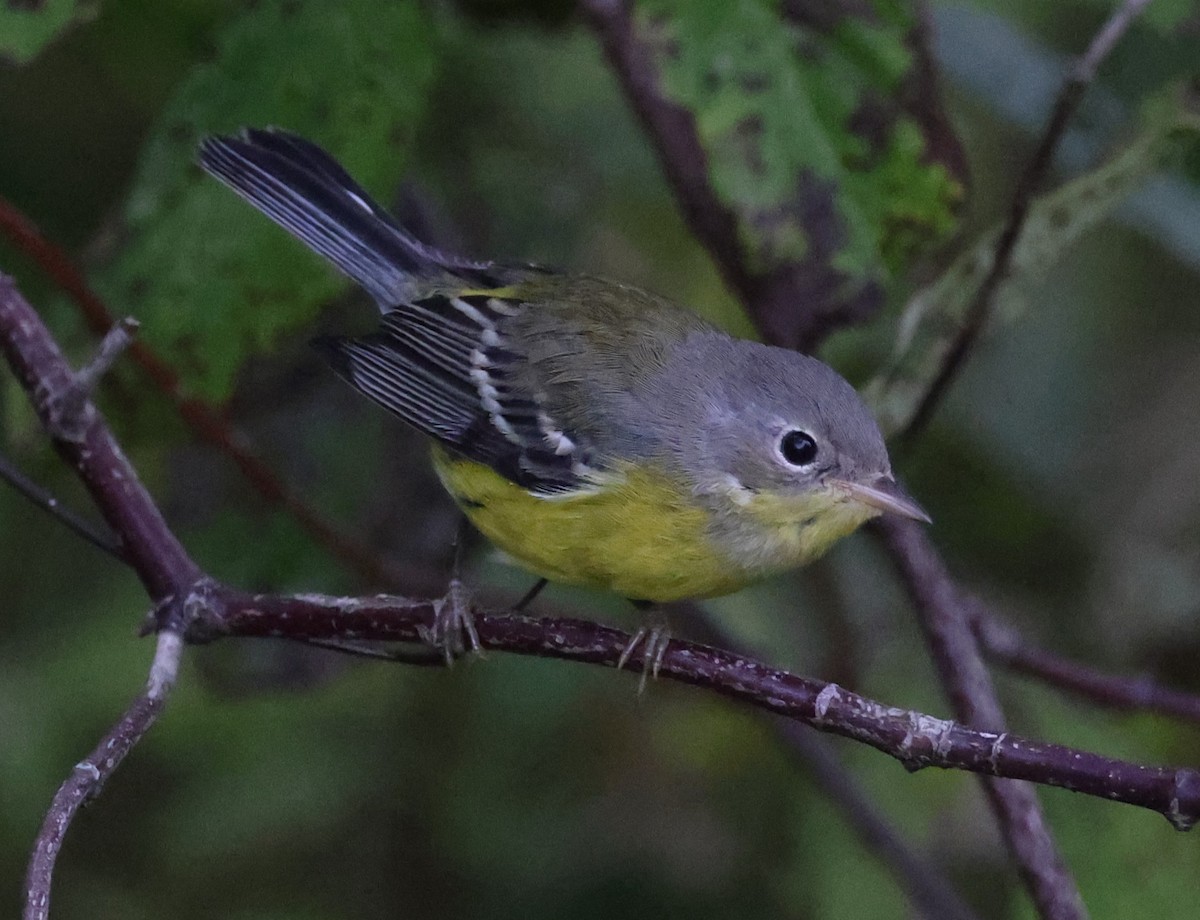 Magnolia Warbler - ML642130126