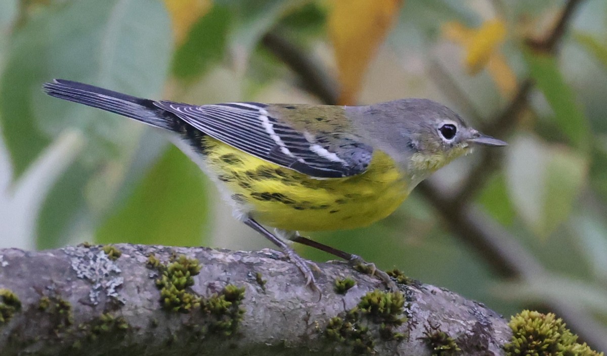 Magnolia Warbler - ML642130127