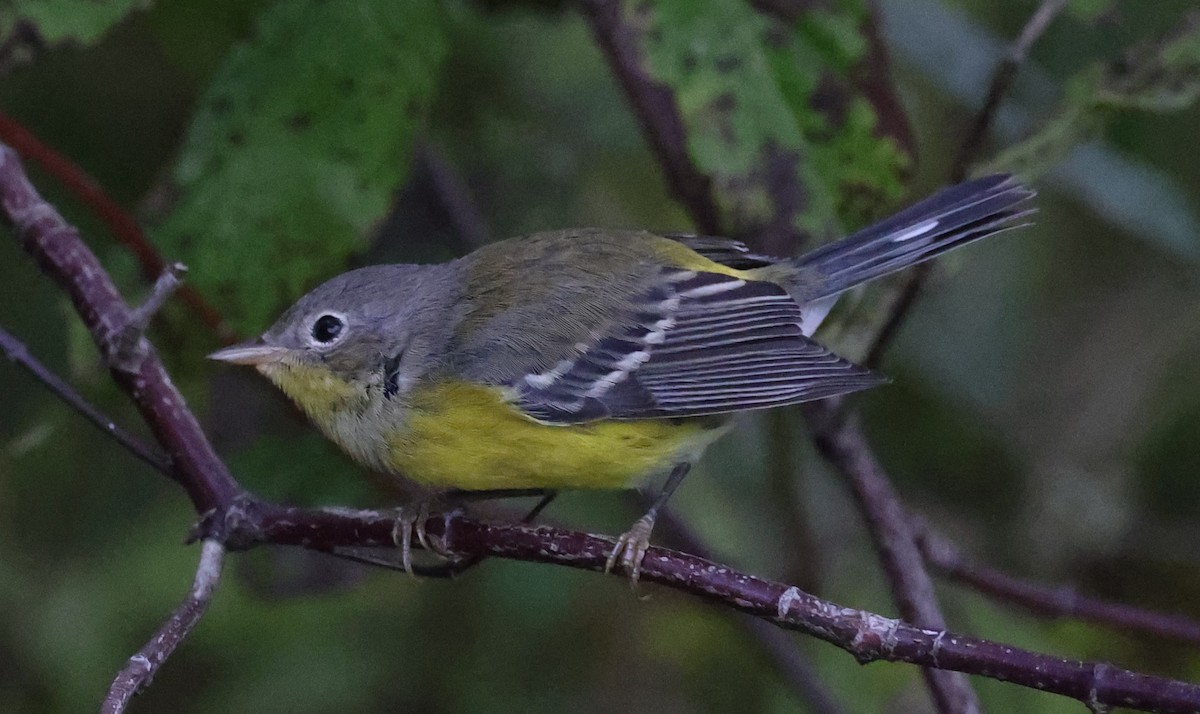 Magnolia Warbler - ML642130128