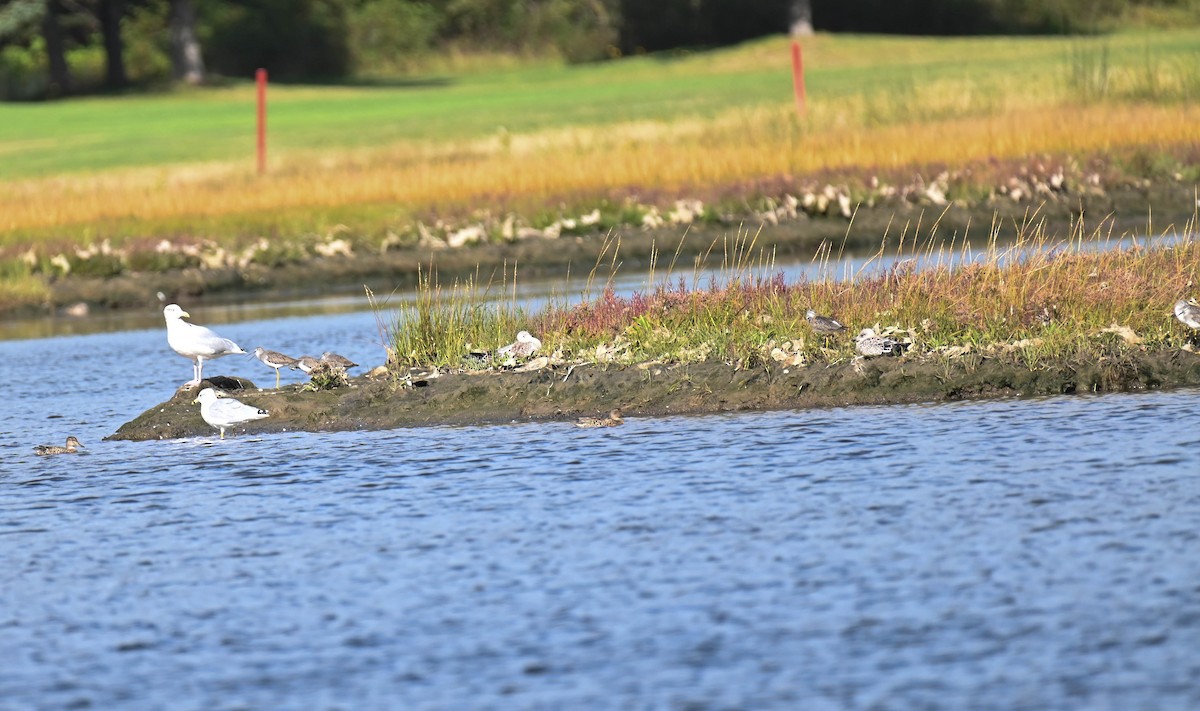 Greater Yellowlegs - ML642130130