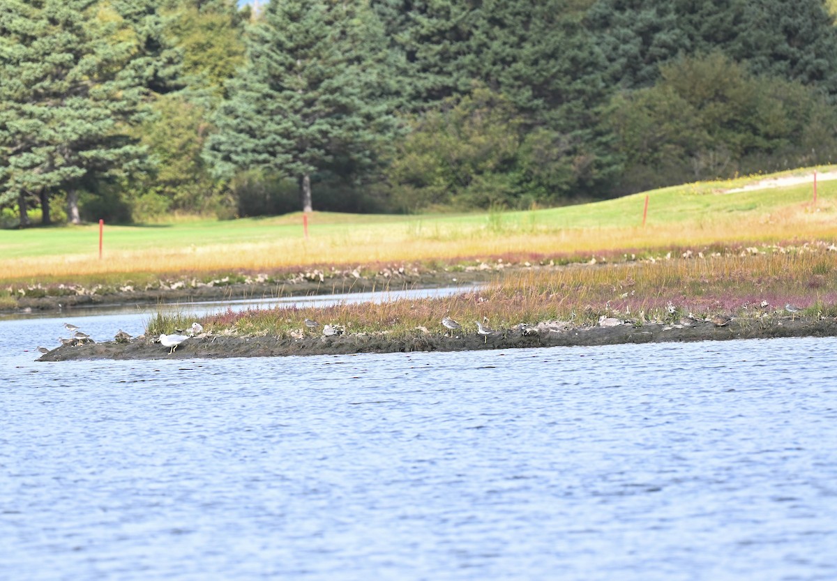 Greater Yellowlegs - ML642130132