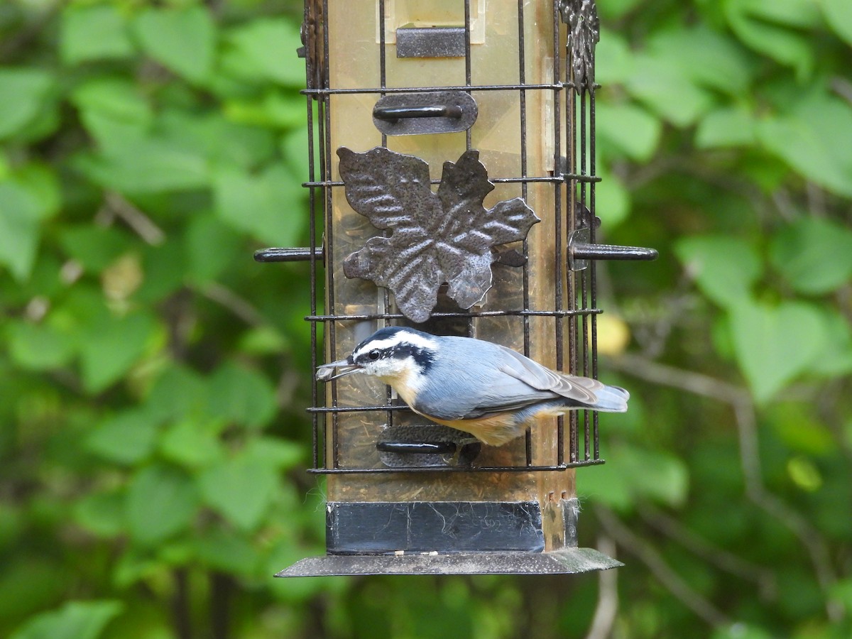 Red-breasted Nuthatch - ML642130133