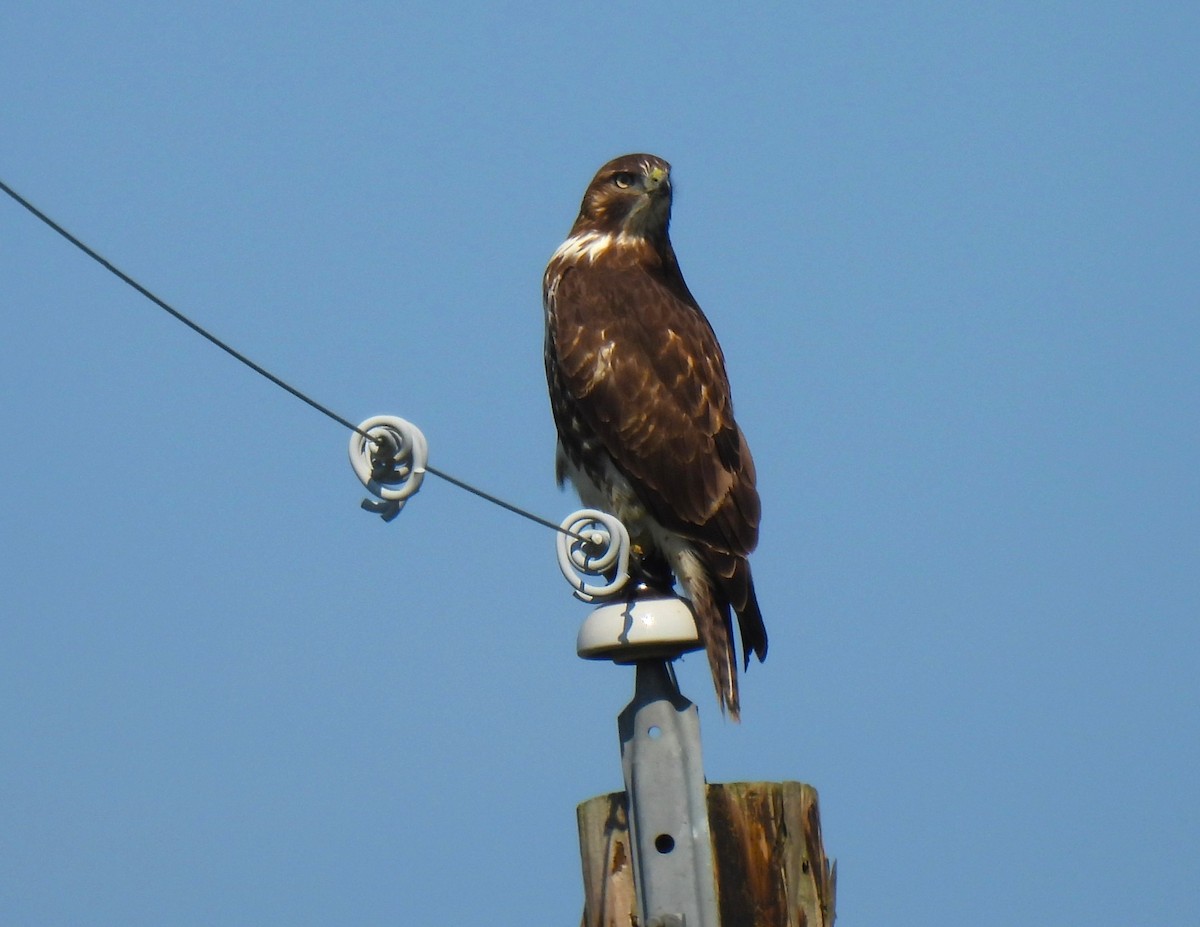 Red-tailed Hawk - ML642130135