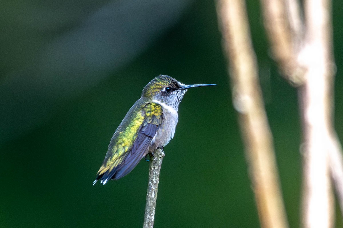 Ruby-throated Hummingbird - ML642130136