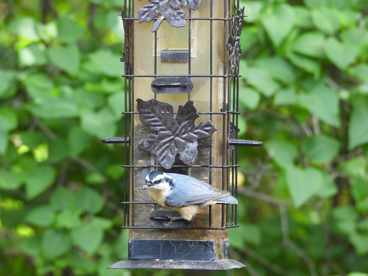 Red-breasted Nuthatch - ML642130137