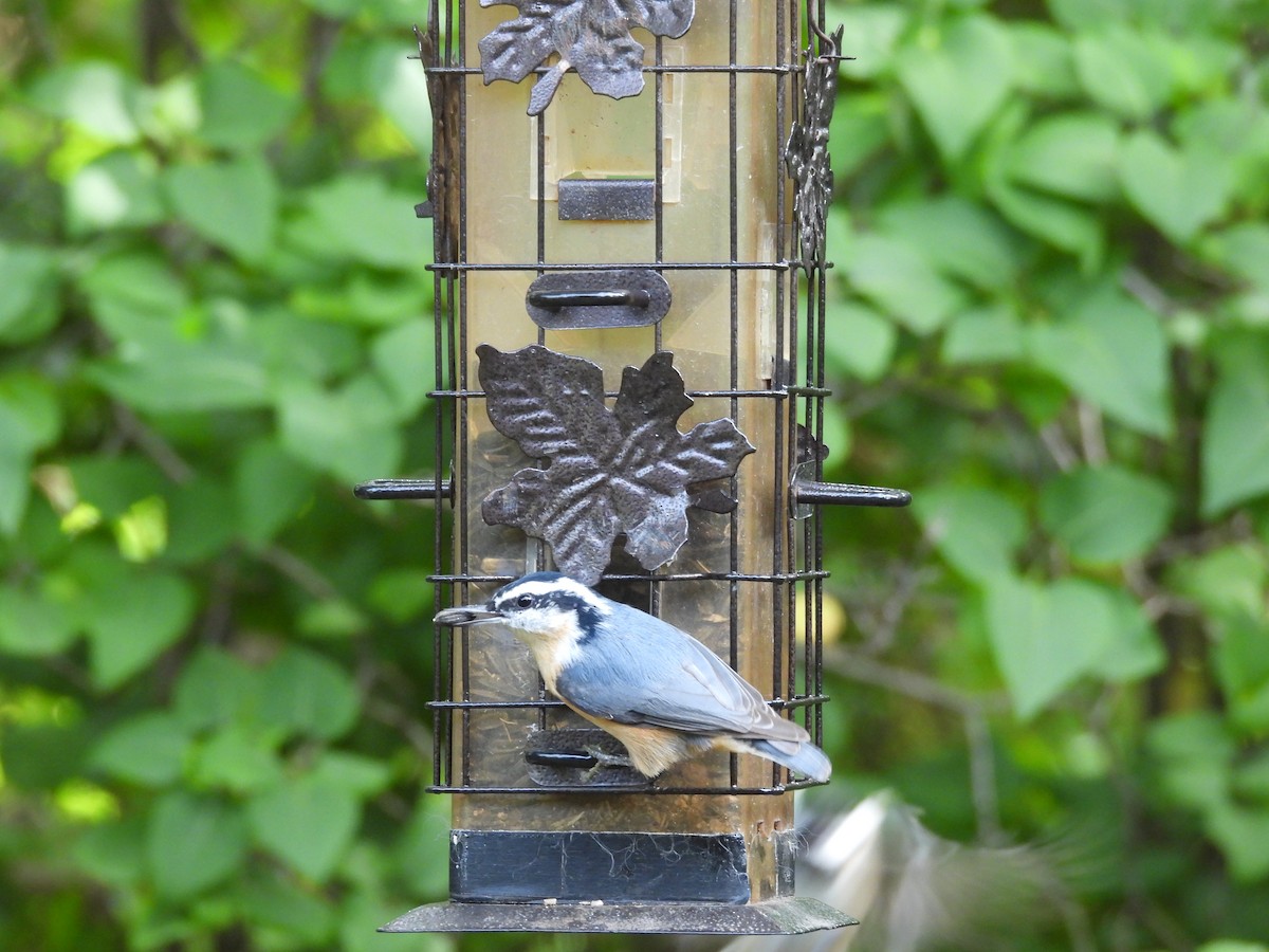 Red-breasted Nuthatch - ML642130138