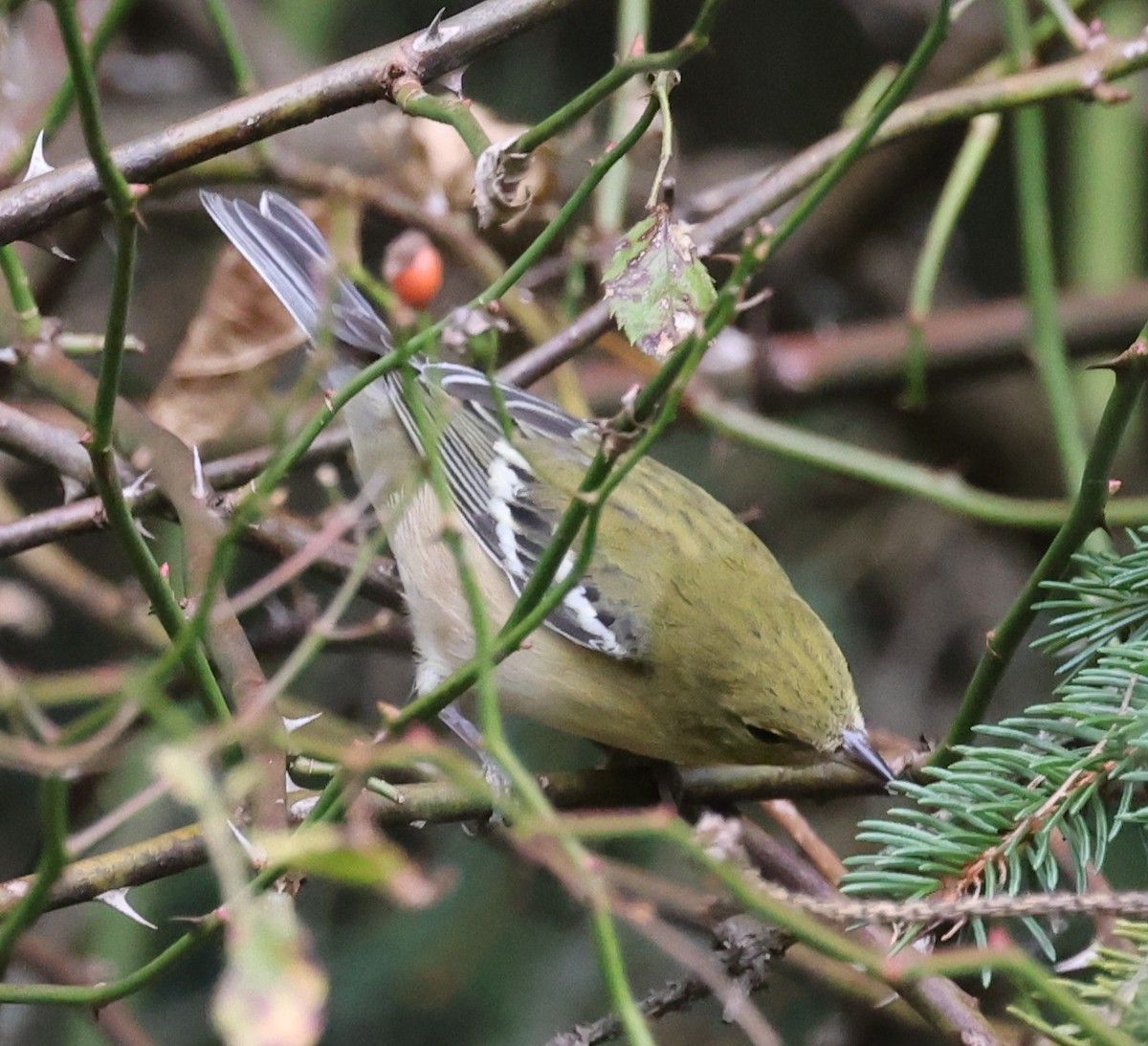 Bay-breasted Warbler - ML642130139