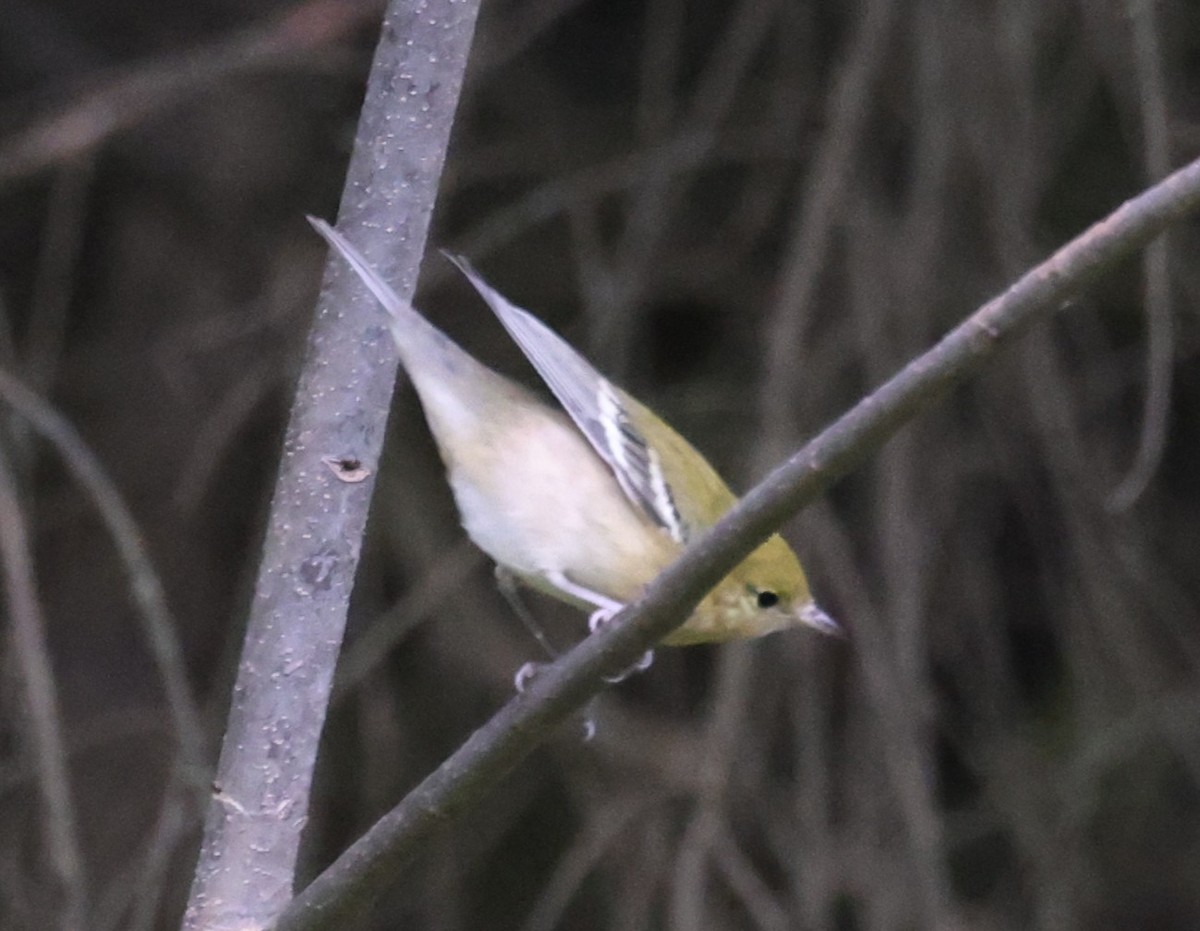 Bay-breasted Warbler - ML642130140