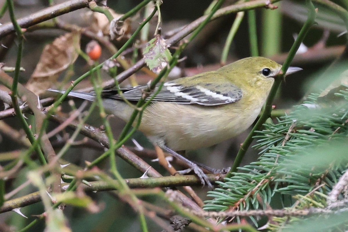 Bay-breasted Warbler - ML642130141
