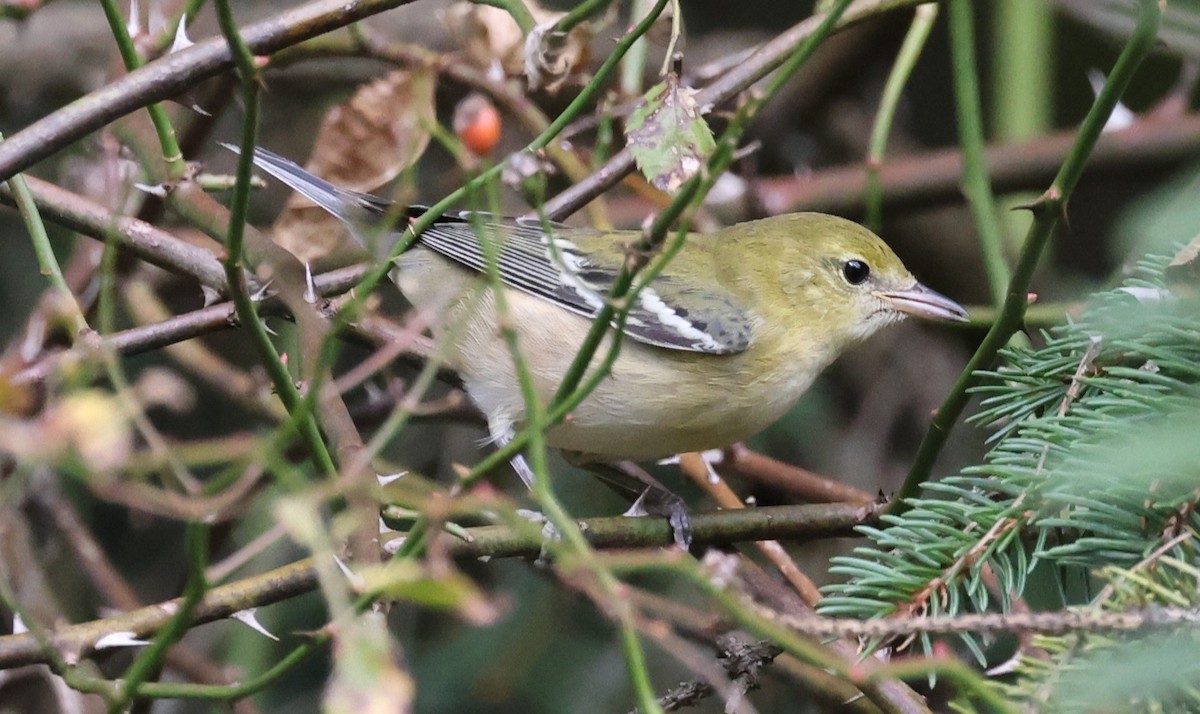 Bay-breasted Warbler - ML642130142