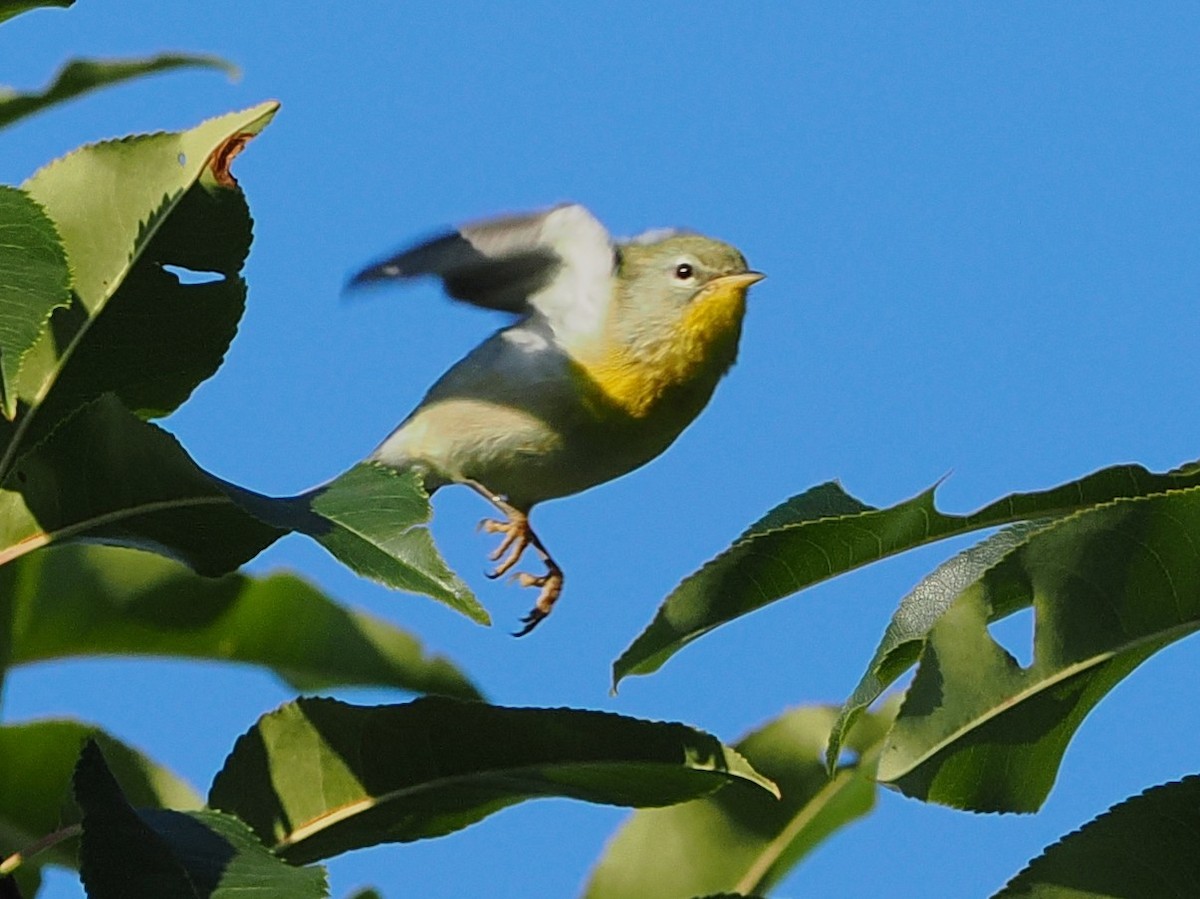 Northern Parula - ML642130143