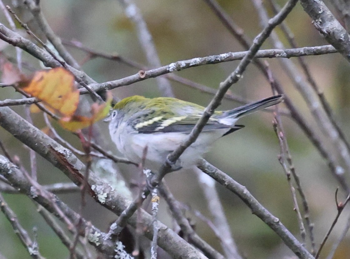 Chestnut-sided Warbler - ML642130144