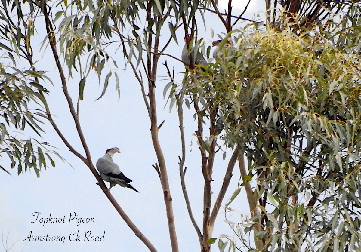 Topknot Pigeon - ML642130150