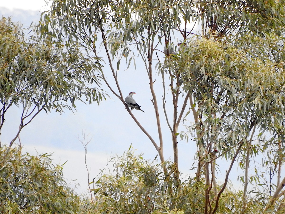 Topknot Pigeon - ML642130151