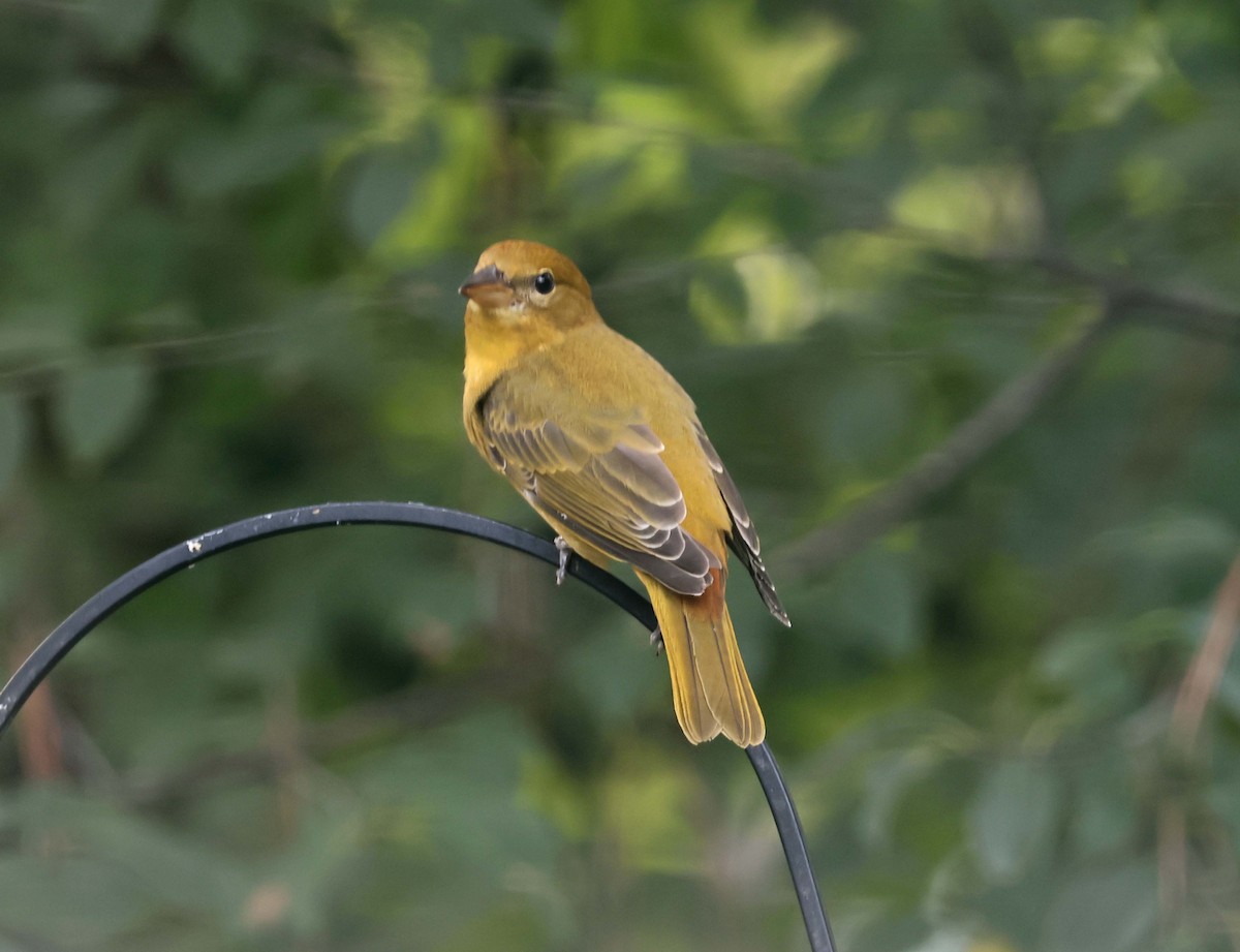 Summer Tanager - ML642130153