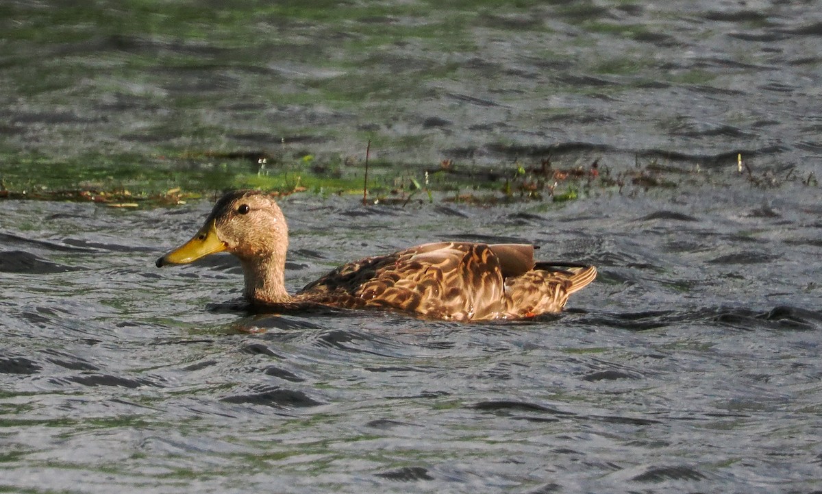 Mexican Duck - ML642130159