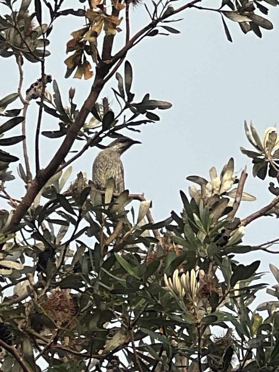 Little Wattlebird - ML642130160