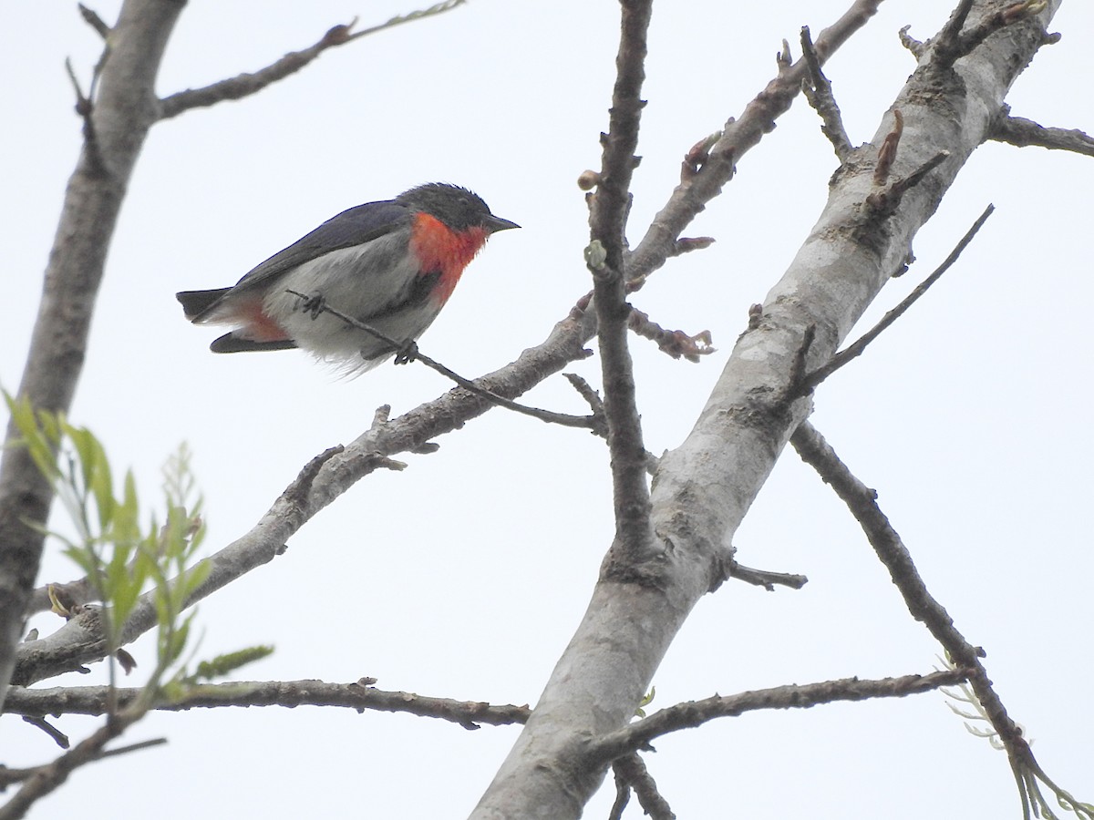 Mistletoebird - ML642130193