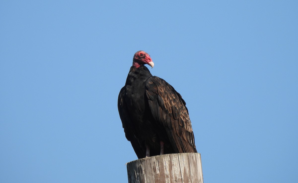 Turkey Vulture - ML642130200