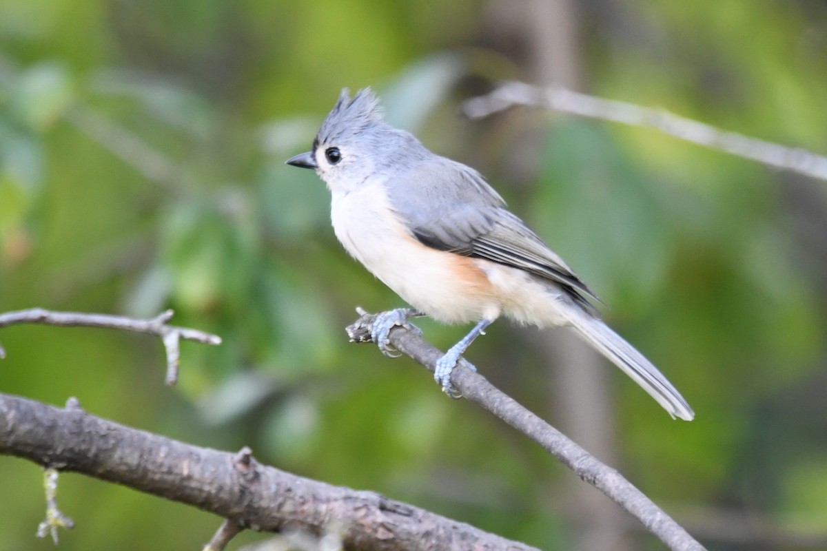 Tufted Titmouse - ML642130202