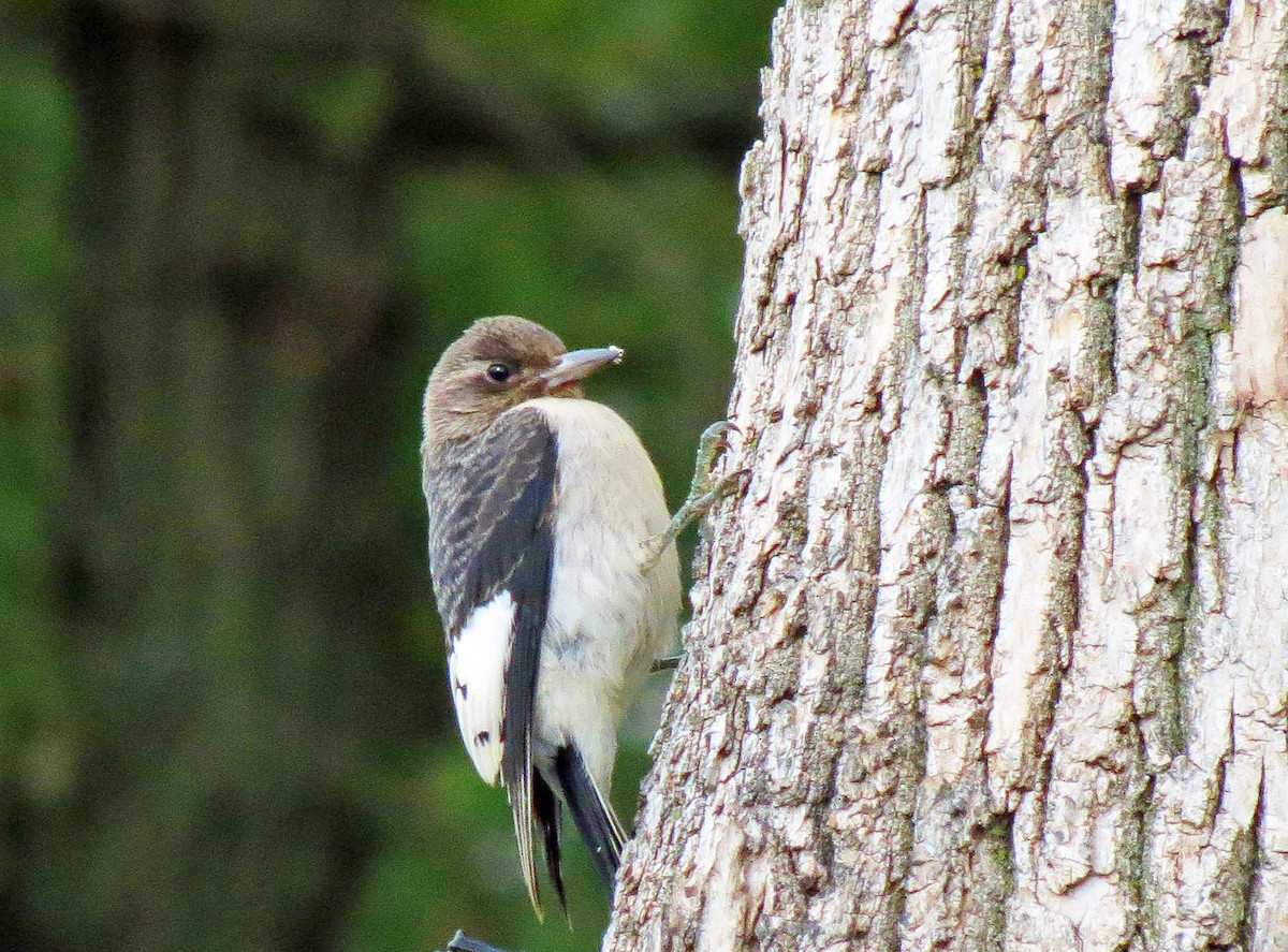 Red-headed Woodpecker - ML642130204