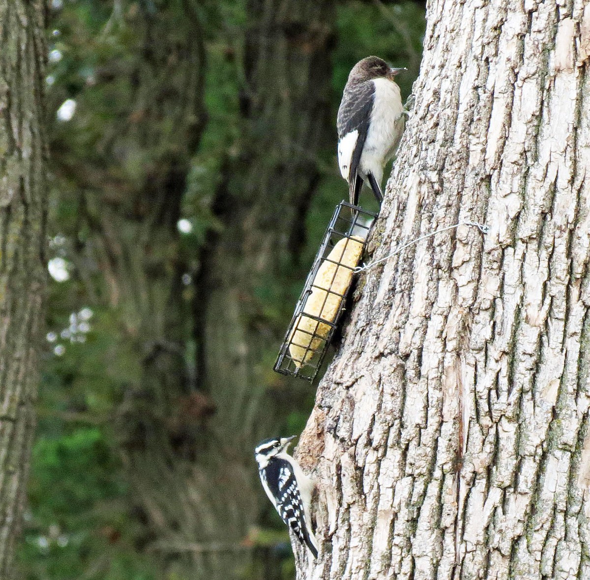 Red-headed Woodpecker - ML642130215