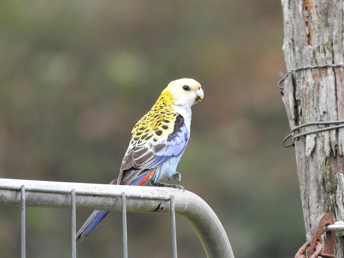 ホオアオサメクサインコ - ML642130220