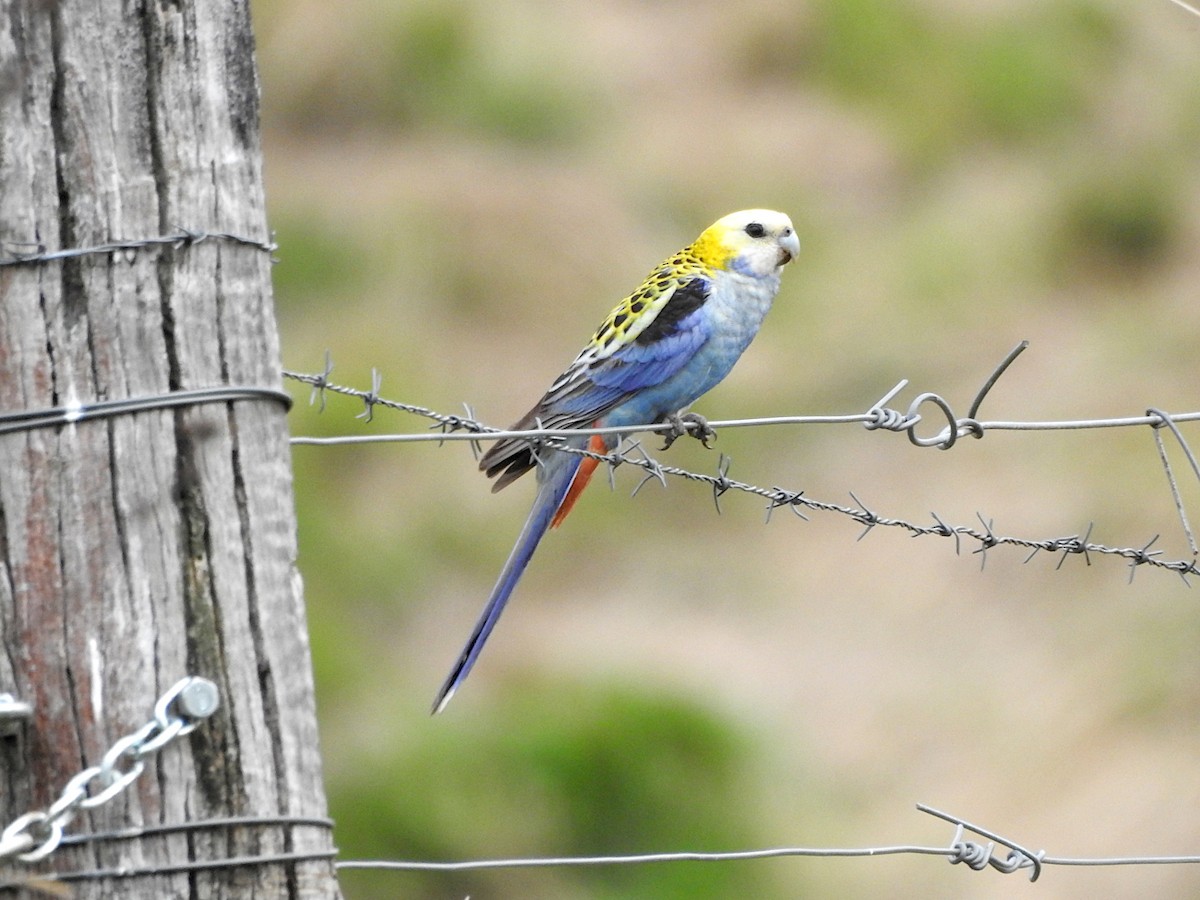 ホオアオサメクサインコ - ML642130221