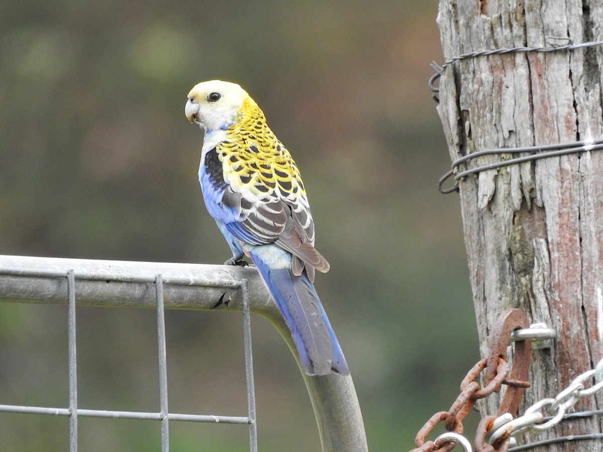 ホオアオサメクサインコ - ML642130222